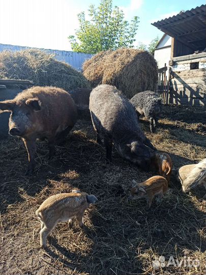 Венгерская пуховая мангалица