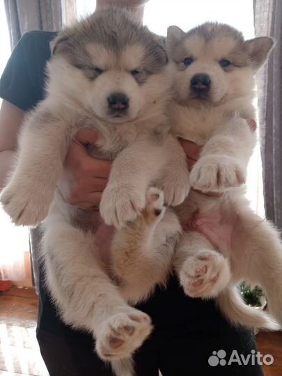 Аляскинский маламут щенки