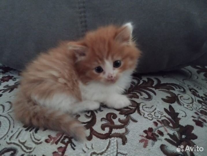 Кошка в дар