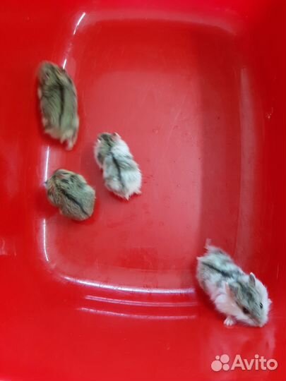 Джунгарский хомяк бесплатно