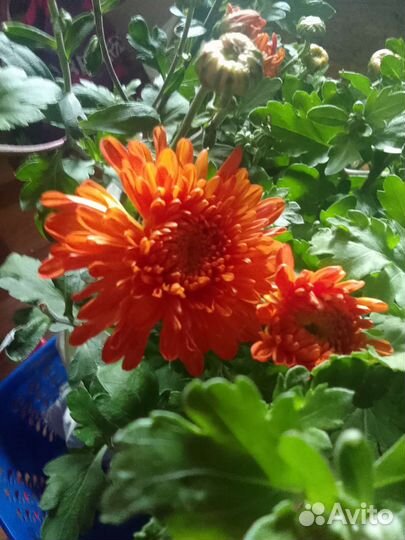 Хризантема