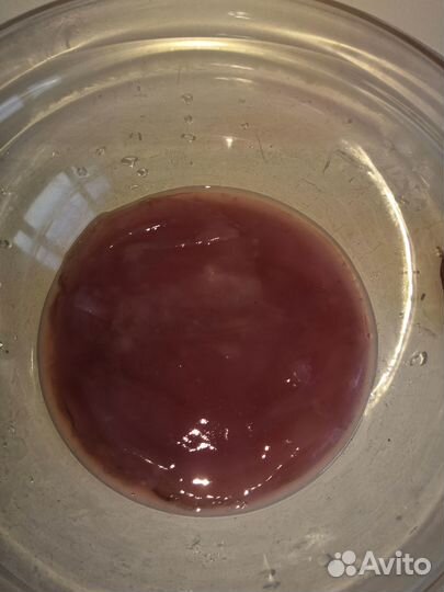 Чайный Гриб Комбуча