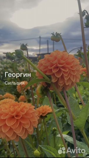 Продажа клубней георгинов