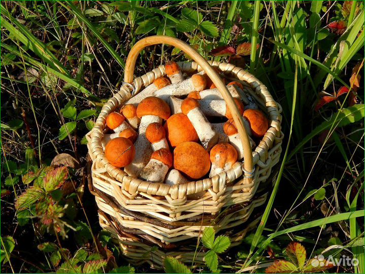 Грибы, ягоды