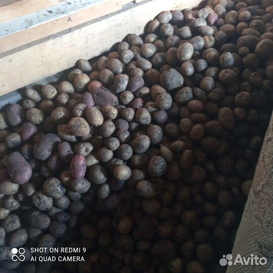 Картофель кормовой