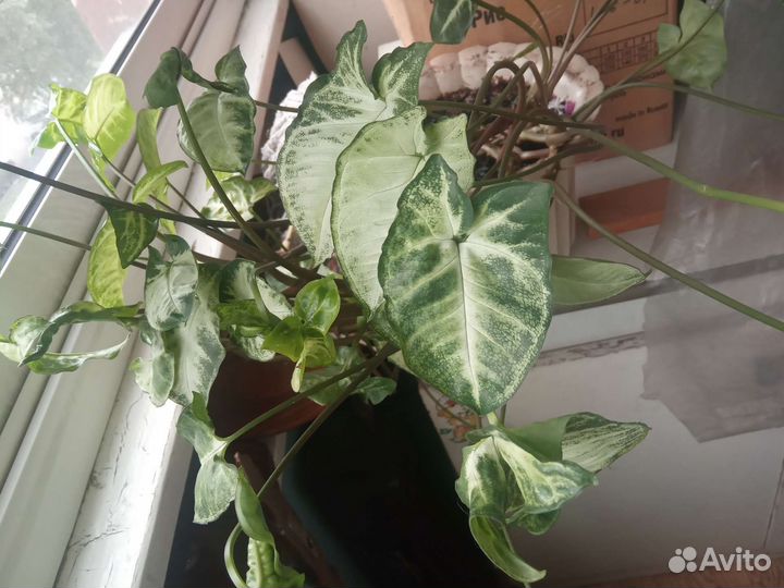 Комнатные цветы