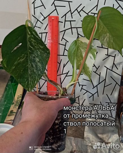 Монстера Альба вар