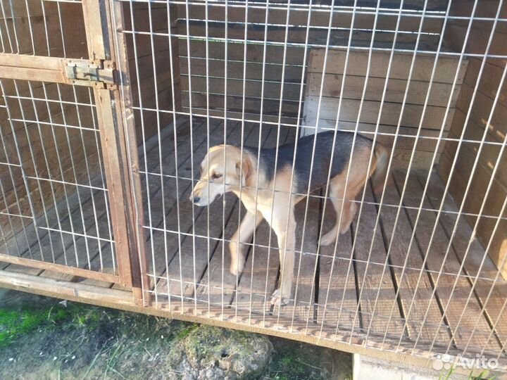 Русская гончая