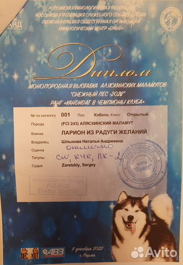 Аляскинский маламут вязка