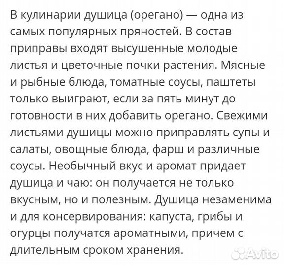 Рассада Душицы (Орегано)