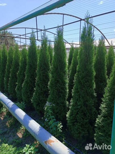 Туи смарагд Голландия