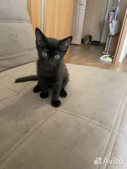 Котенок 2 мес мальчик