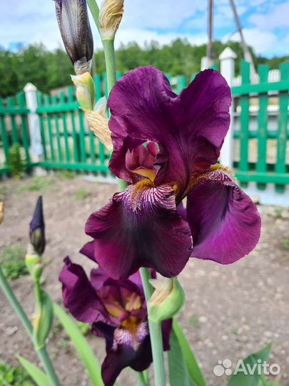 Ирисы бородатые