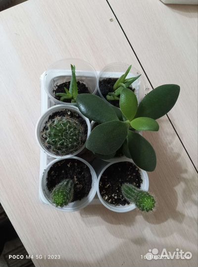 Комнатные растения