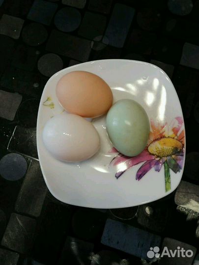 Яйцо на инкубацию микс