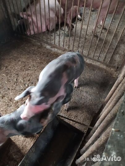 Хрячек на племя