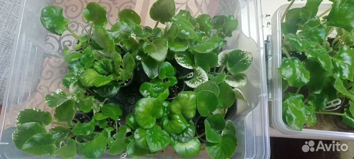 Фиалки набором и поштучно