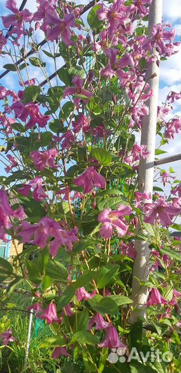 Клематис Алёнушка