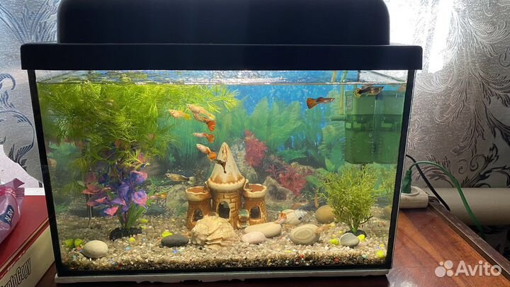 Аквариум и рыбки