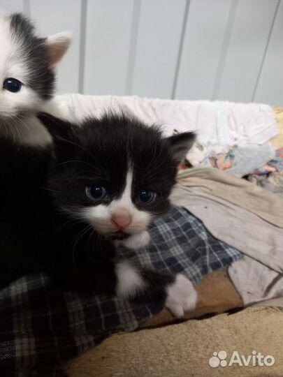 Отдам котят