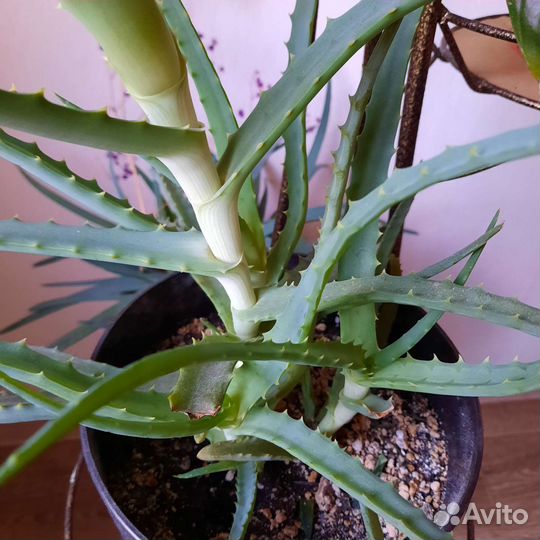 Алоэ столетник