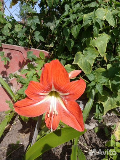 Цветы комнатные каланхое, сансевьера, колеус