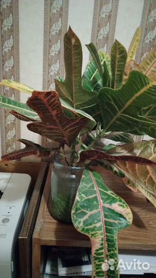 Комнатные цветы Кротон