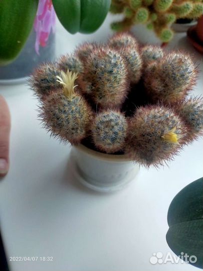 Кактус Маммиллярия побегоносная