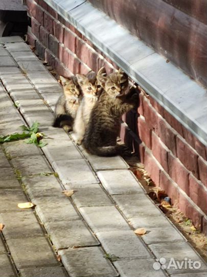Котята в добрые руки