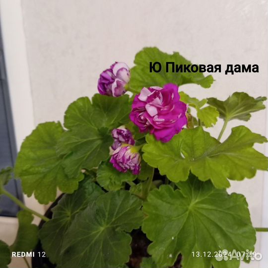 Укорененные черенки cортовой пеларгонии