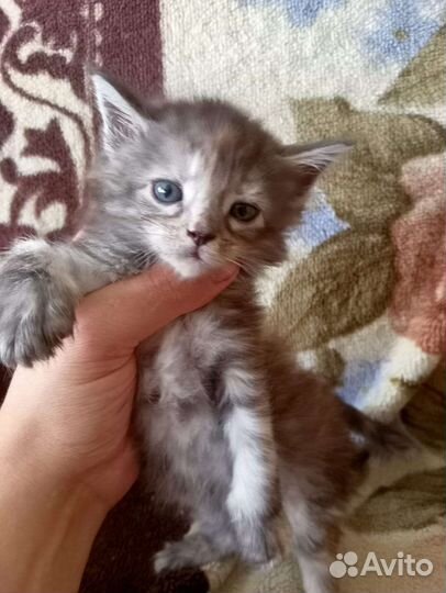 Продам котят Мейн куна