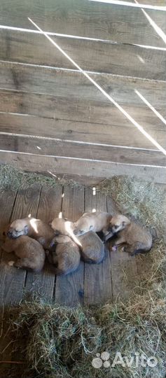 Щенки лайки зсл