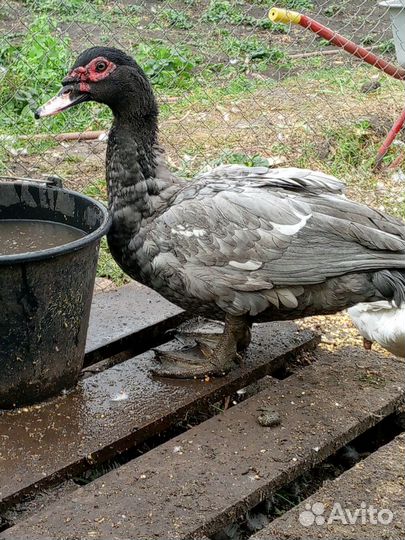 Мускусные Селезни, тяжелые линии