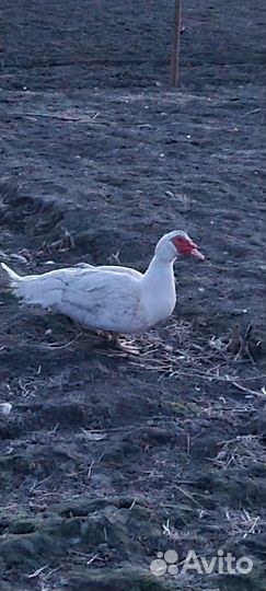 Яйцо индоутки