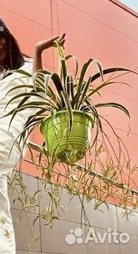 Хлорофитум Царицыно