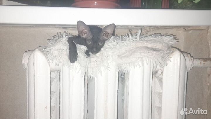 Канадский сфинкс котенок