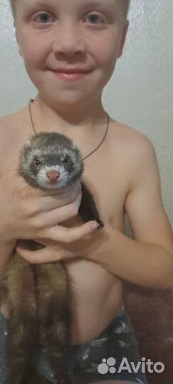 Ищем мальчика для вязки