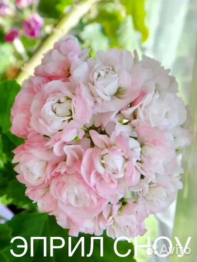 Пеларгонии