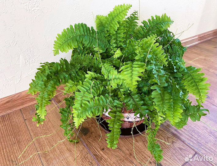 Нефролепис компактный, взрослый куст