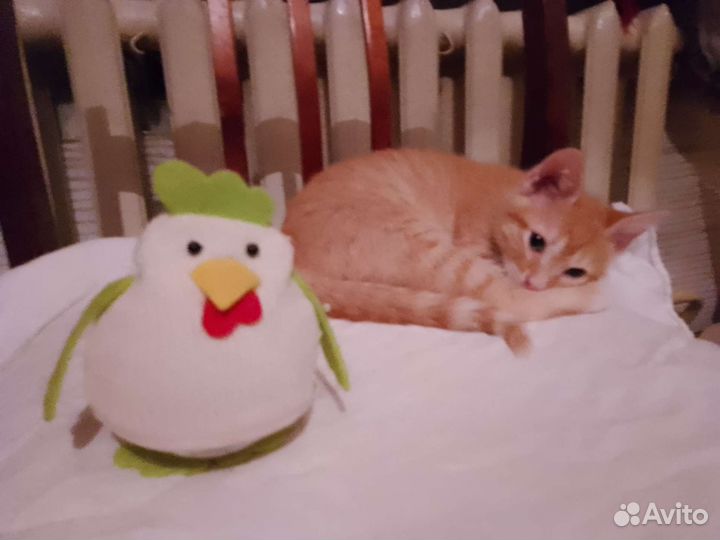 Котята четырехмесячные добрейшие