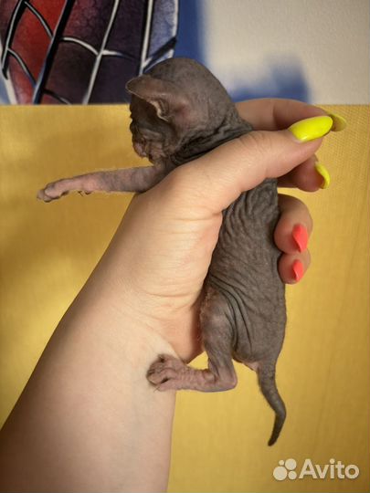 Донской сфинкс котята