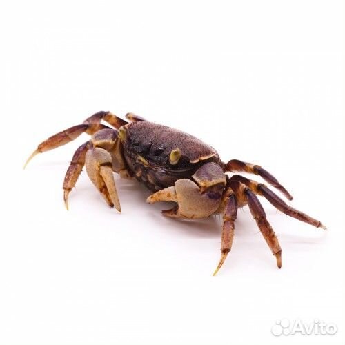 Краб Синий Паук