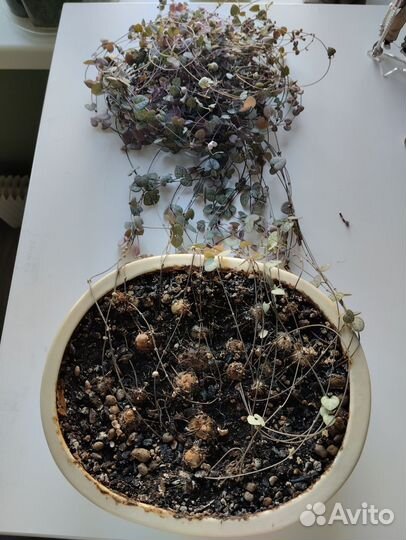 Церопегия вуда