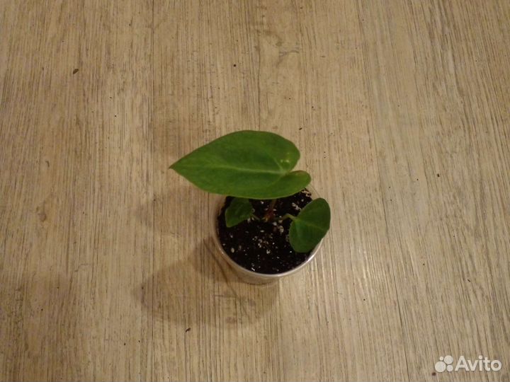 Антуриум сильвер блаш