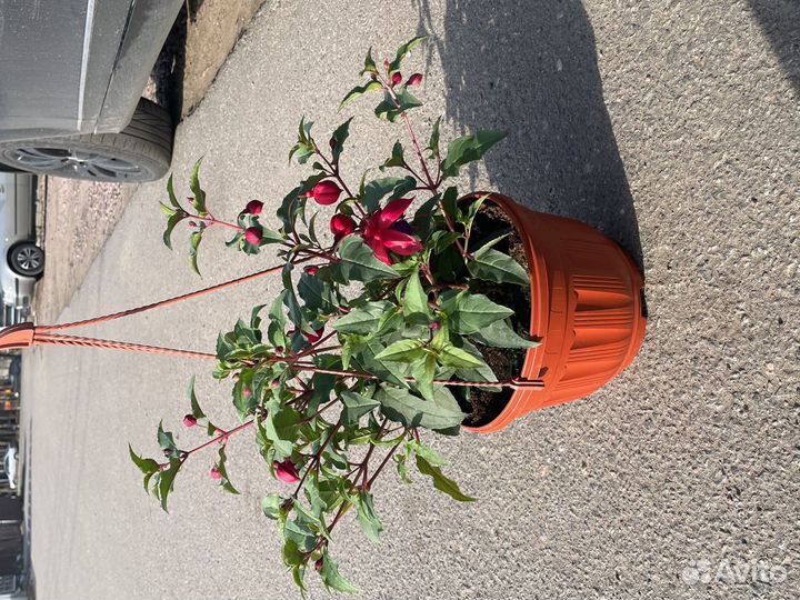 Фуксия кашпо