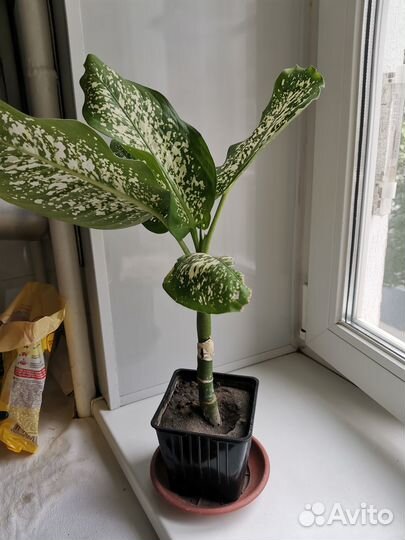 Диффенбахия, алое, молочай