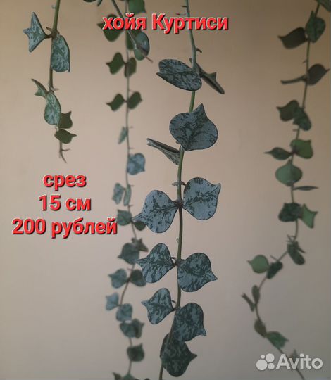Хойи разные