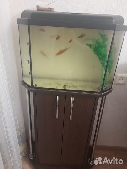 Аквариум