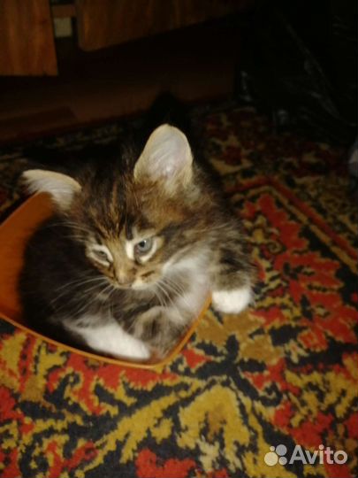 Кошка в дар бесплатно