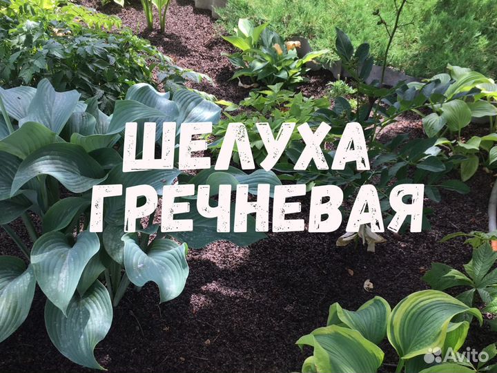 Шелуха мульча гречки